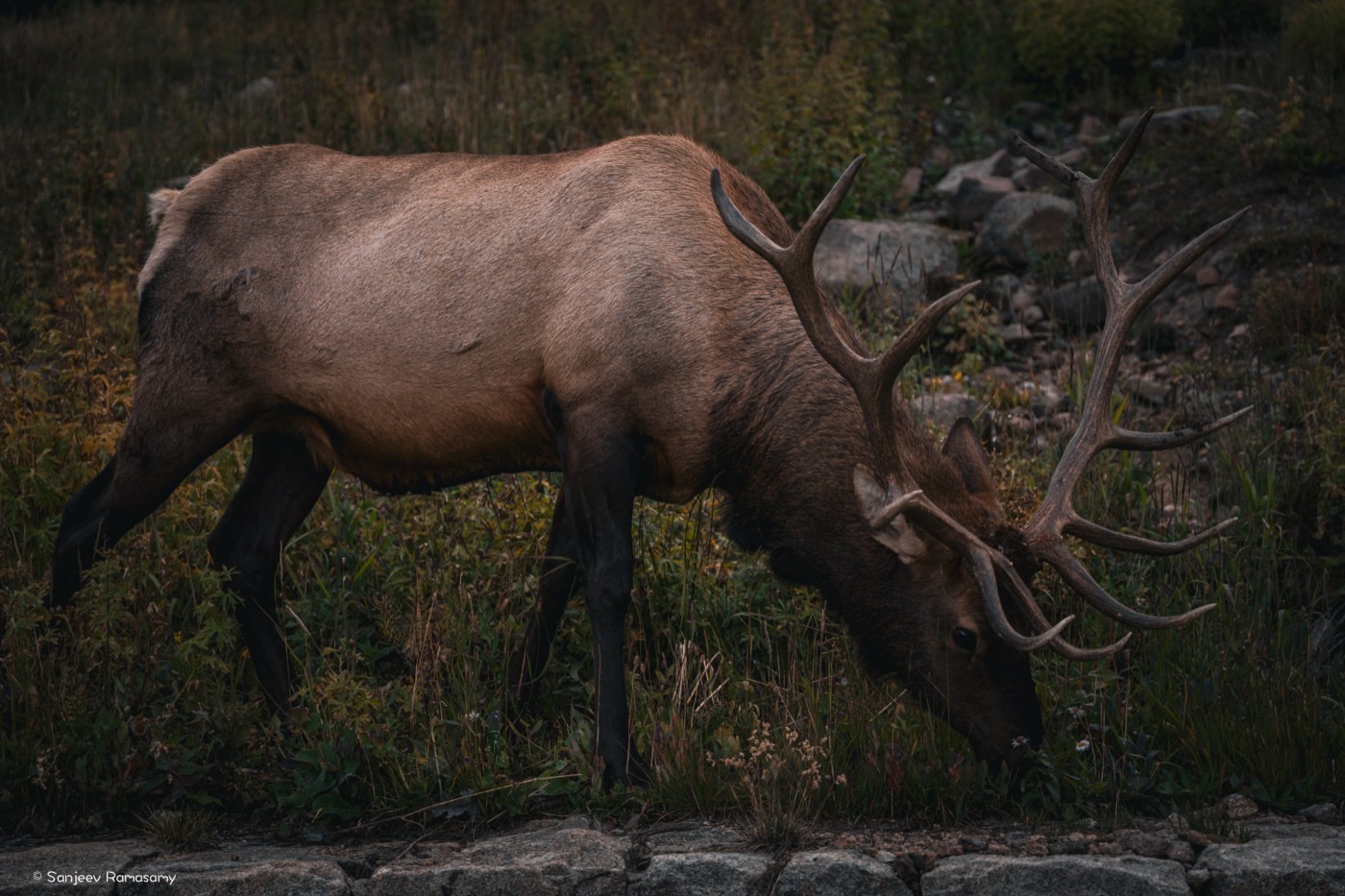 Close view of a bull elk lowering its antlered head to graze in dark grass.