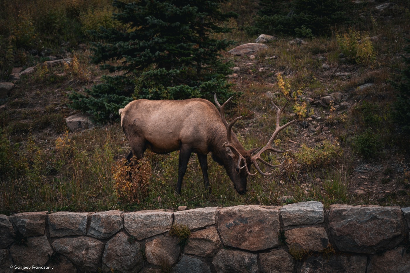 Bull elk with large antlers grazing on a grassy slope above a low stone wall.