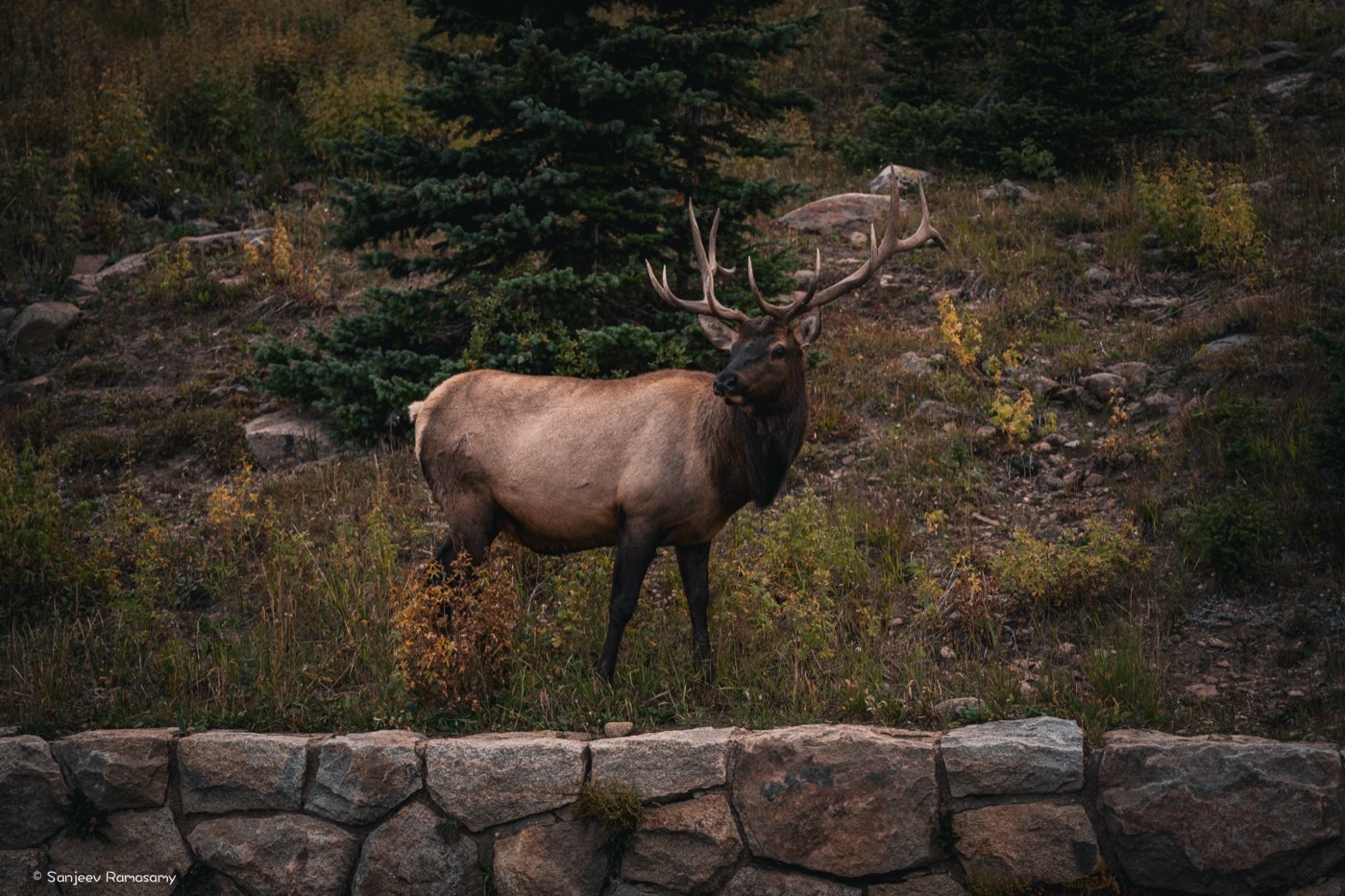 Bull elk with large antlers standing on a grassy slope above a low stone wall, pine trees behind.
