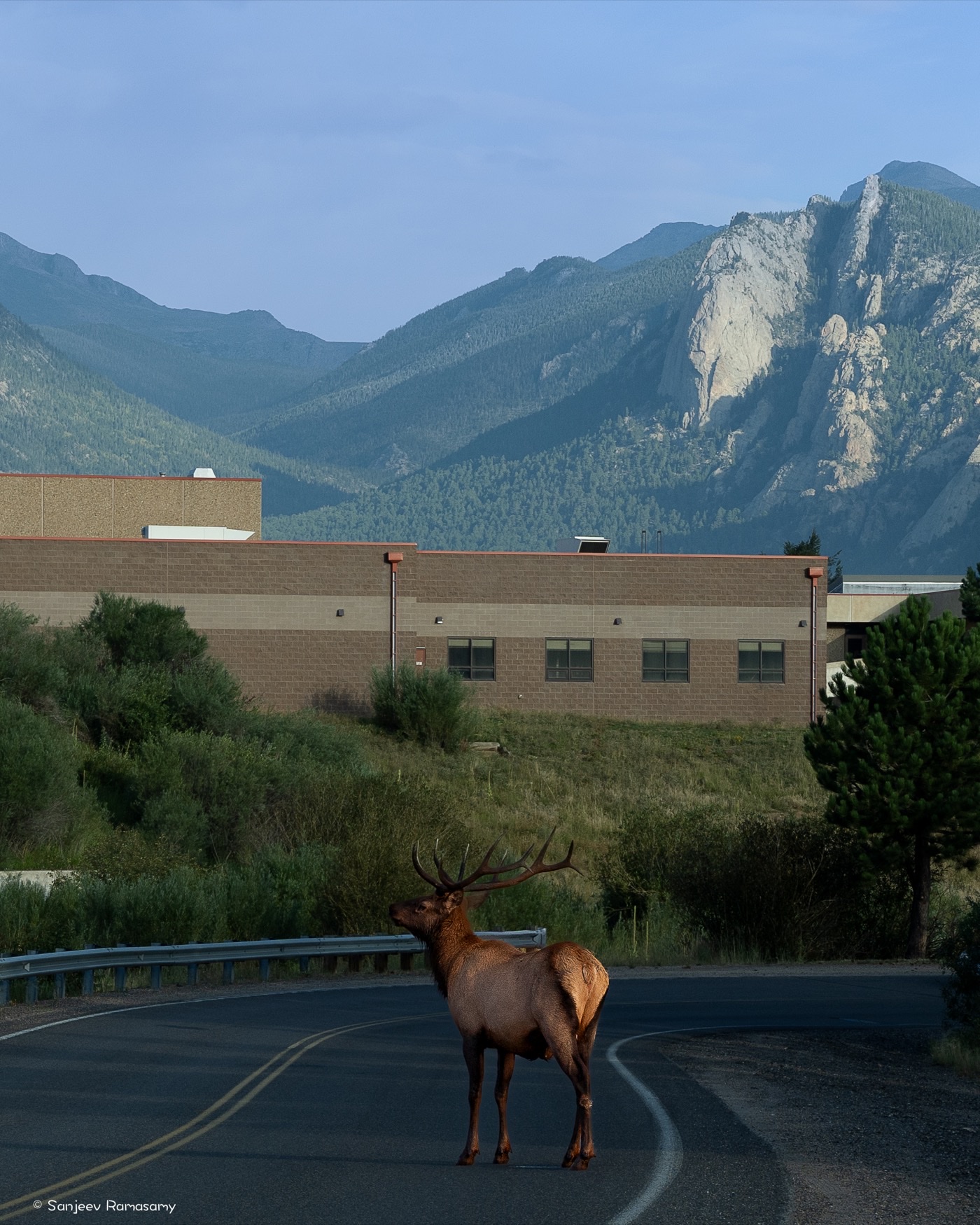 Bull elk with large antlers standing in the middle of a curving road, with a building and rocky mountains behind it.