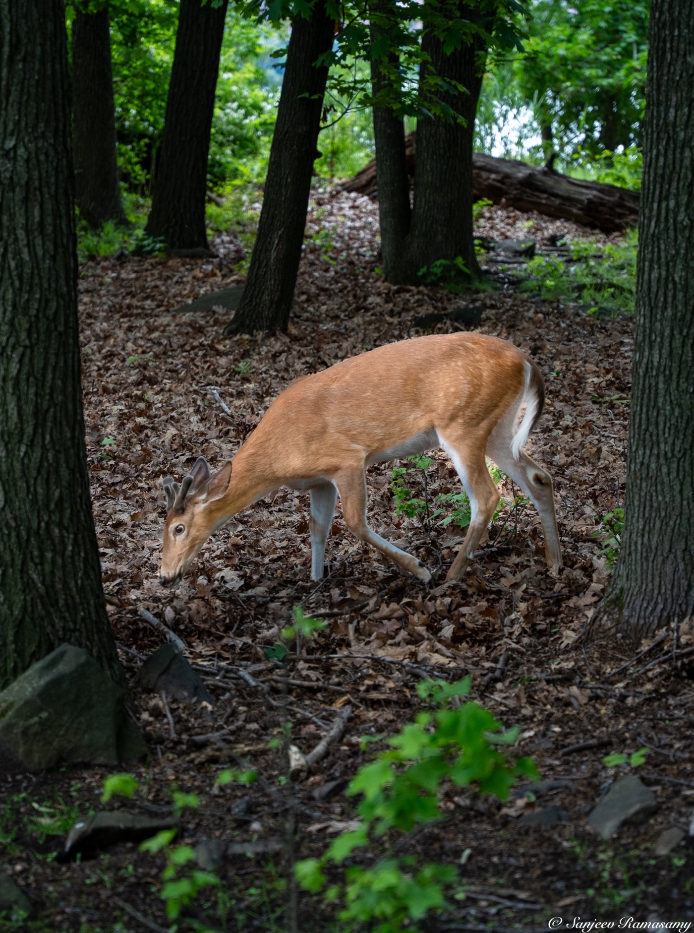 Deer grazing among fallen leaves on a wooded hillside.