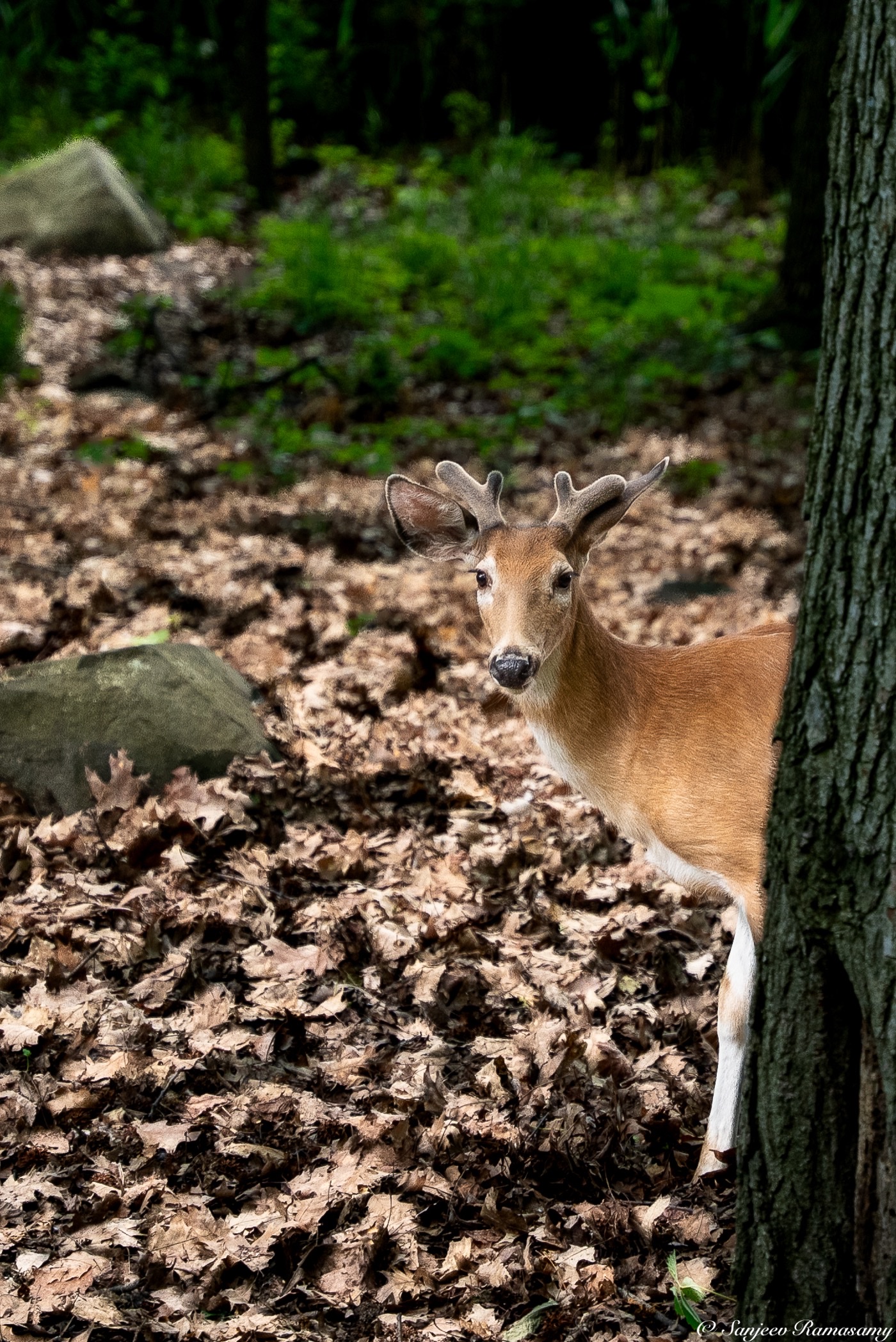 Young deer standing among fallen leaves beside a tree trunk in a shaded forest.